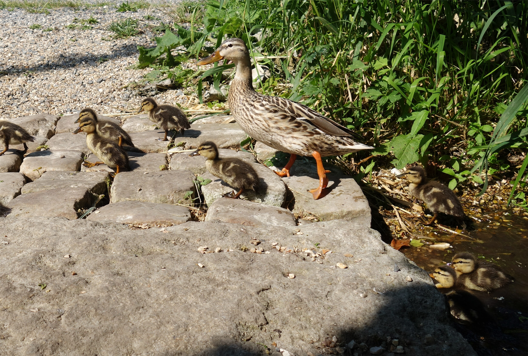 repainville - la famille canard