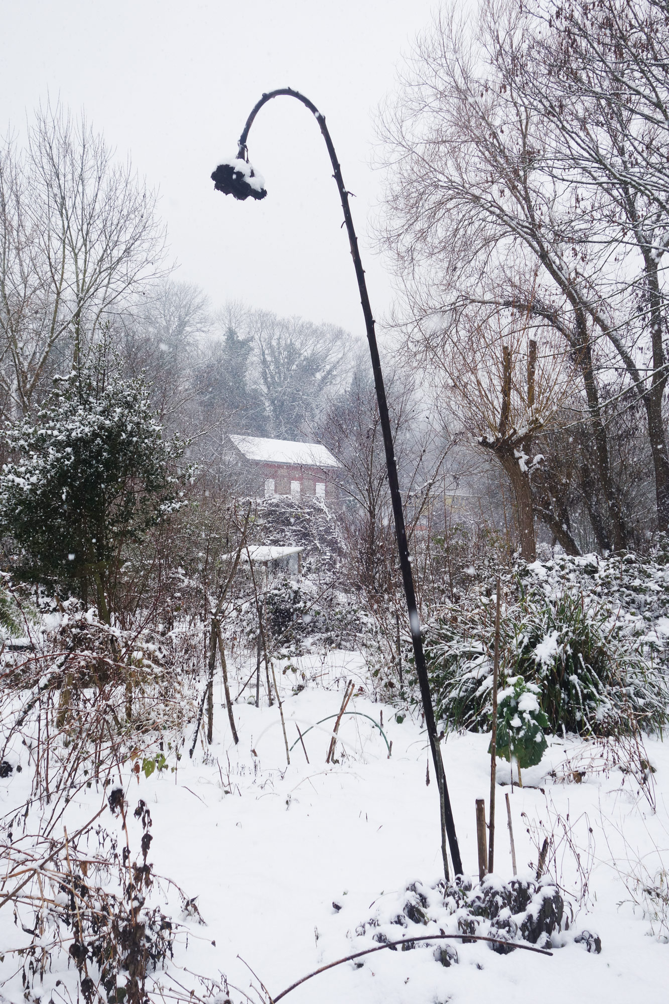 repainville - un tournesol en hiver