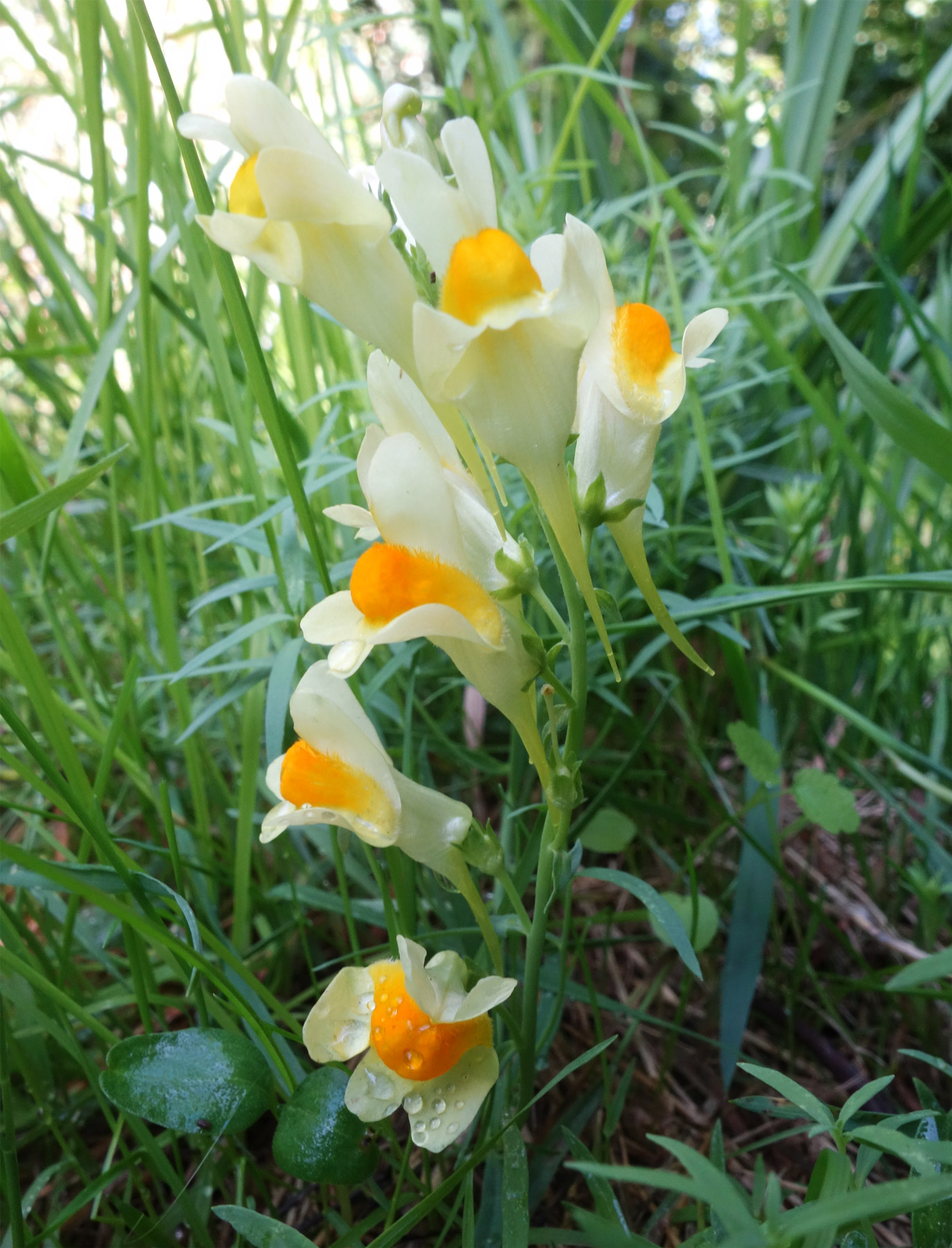 repainville - fleur jaune et blanche...